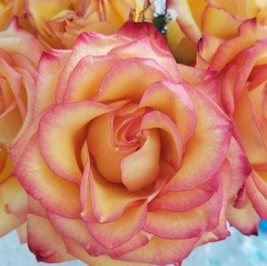 Meet your Posher, Alison